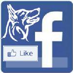 Dutch Shepherd Dog Club of America Facebook page