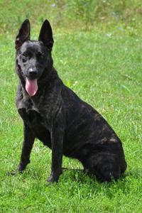 Dutch Shepherd puppies for sale at Cher Car Kennels