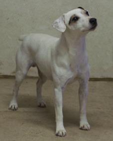 Cher Car Kennels Jack Russell Terrier Mustang