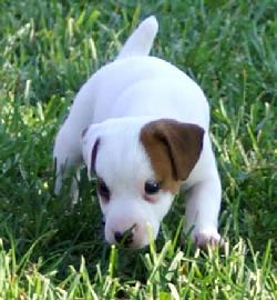 Parson Russell Terrier puppy at Cher Car Kennels