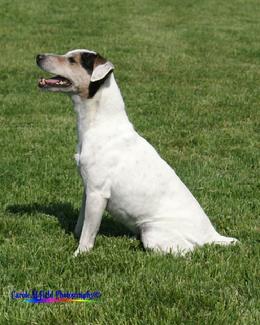 Jack Russell Terrier GRCH "Mustang" at Cher Car Kennels