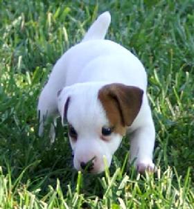 Cher Car Kennels Jack Russell Terrier Puppy