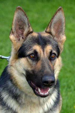 German Shepherd for sale at Cher Car Kennels