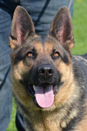 German Shepherd "Stella" at Cher Car Kennels