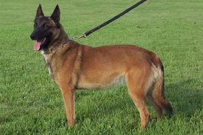 Belgian Malinois at Cher Car Kennels