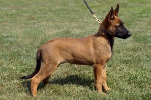 Belgian Malinois Puppy at Cher Car Kennels