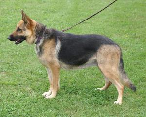 Cher Car Kennels German Shepherd Dog Schick