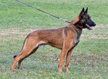 Belgian Malinois "Dooley" at Cher Car Kennels