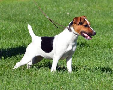 Parson Jack Russell Terrier puppies for sale at Cher Car Kennels