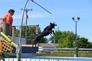 Dock Jumping lessons at Cher Car Kennels