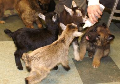 German Shepherd puppies at Cher Car Kennels