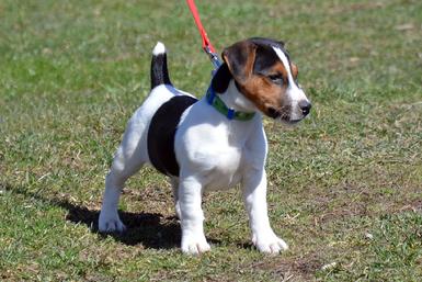 Parson Russell Terrier puppies for sale at Cher Car Kennels