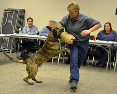 Dog Bite Prevention Training by Cher Car Kennels