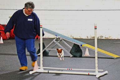 Parson Russell Terrier competing in agility