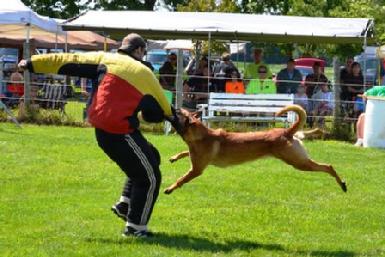 Belgian Malinois "Mako" at Cher Car Kennels