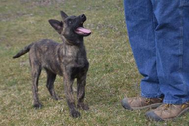 Dutch Shepherd puppies for sale at Cher Car Kennels