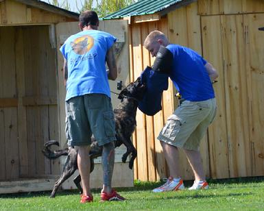 Dutch Shepherd RBIMBS GRCH "Luna" at Cher Car Kennels