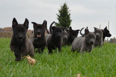 Dutch Shepherd puppies for sale at Cher Car Kennels