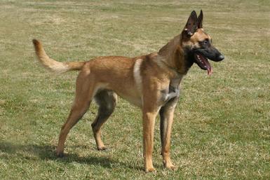 Belgian Malinois "Mako" at Cher Car Kennels