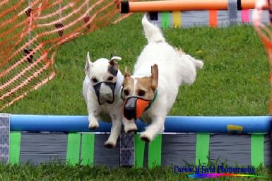 Terrier Racing at Cher Car Kennels