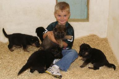 German Shepherd puppies at Cher Car Kennels