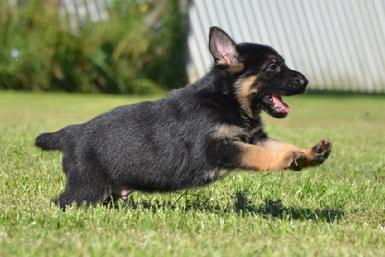 German Shepherd puppies for sale at Cher Car Kennels