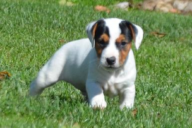 Parson Jack Russel Terrier puppies for sale at Cher Car Kennels