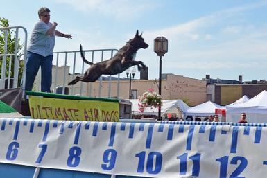 Dutch Shepherd CH Snap earning her Junior Jumper title in UAD Dock Jumping
