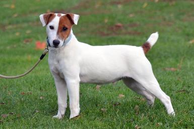 Parson Jack Russell Terrier "Spur" at Cher Car Kennels