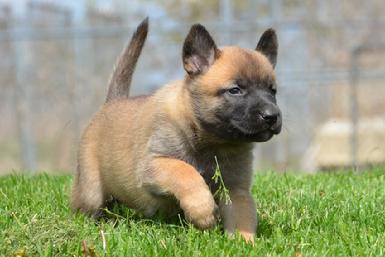 Belgian Malinois puppies for sale at Cher Car Kennels