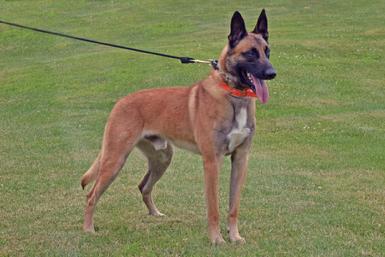 Belgian Malinois "Torrent" at Cher Car Kennels