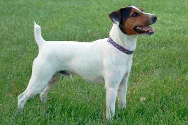 Parson Jack Russell Terrier "Whip" at Cher Car Kennels