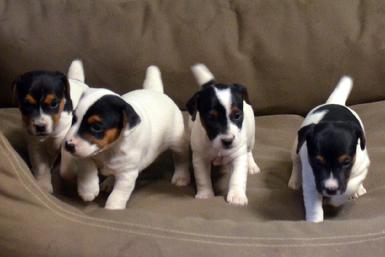 Paeson Russell Terrier puppies for sale at Cher Car Kennels