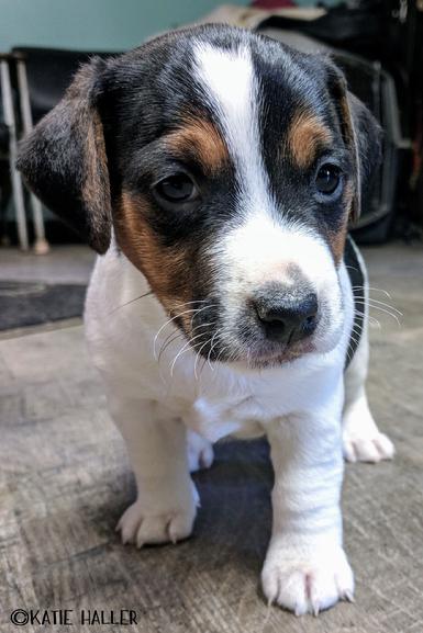 Parson Russell Terrier puppies for sale