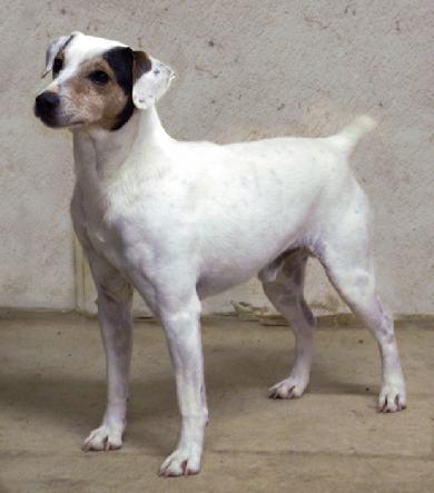 Cher Car Kennels Jack Russell Terrier Mustang