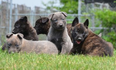 Blue Dutch Shepherd puppies for sale at Cher Car Kennels