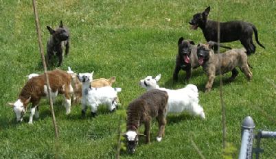 Dutch Shepherd puppies with livestock