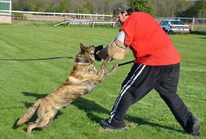 Dutch Shepherd puppies for sale at Cher Car Kennels