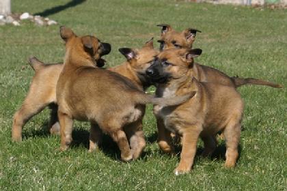 Belgian Malinois puppies at Cher Car Kennels