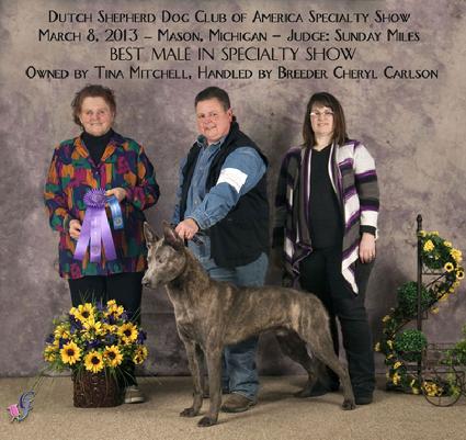 Best Male Dutch Shepherd at Dutch Shepherd Dog Club of America Specialty Show