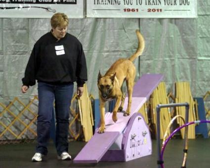 Belgian Malinois "Mako" at Cher Car Kennels