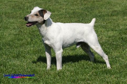 Parson Russell Terrier GRCH "Mustang" at Cher Car Kennels