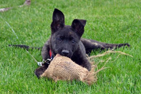 Dutch Shepherds from Cher Car Kennels