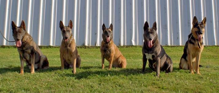 Blue Shepherds at Cher Car Kennels