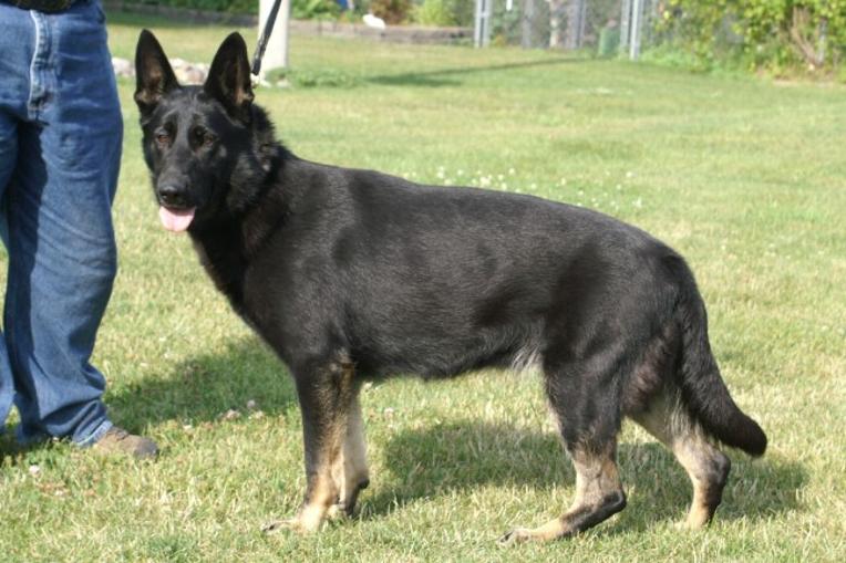 German Shepherd "Shelby" at Cher Car Kennels