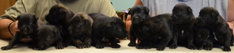 Dutch Shepherd puppies for sale at Cher Car Kennels in St. Johns, Michigan