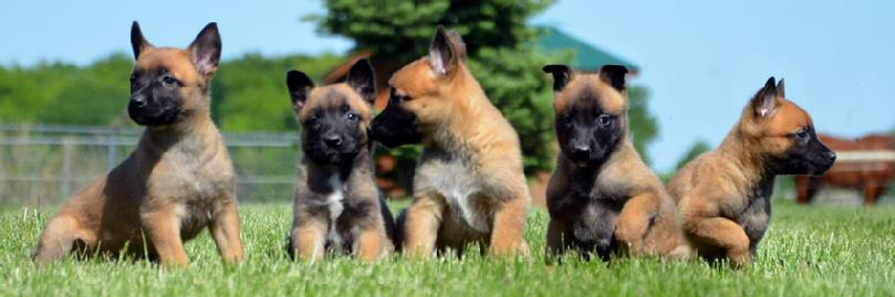 Belgian Malinois puppies from Cher Car Kennels