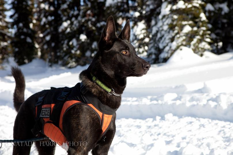 Lisa Weber's dual purpose Dutch Shepherd Cher Car's Canada Goose -  2014 British Columbia Search Dog Association TOP DOG (Certified in Avalanche and Wilderness Search) and JIBC (Justice Institute of British Columbia) Narcotics Detection Dog