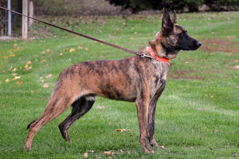 are bones safe for dutch shepherd puppies