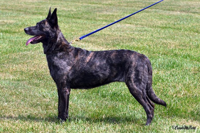 Dutch Shepherd puppies for sale at Cher Car Kennels